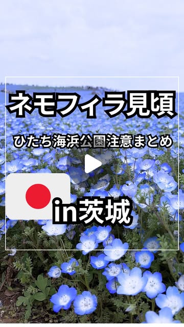 ひたち海浜公園 ネモフィラ Instagram