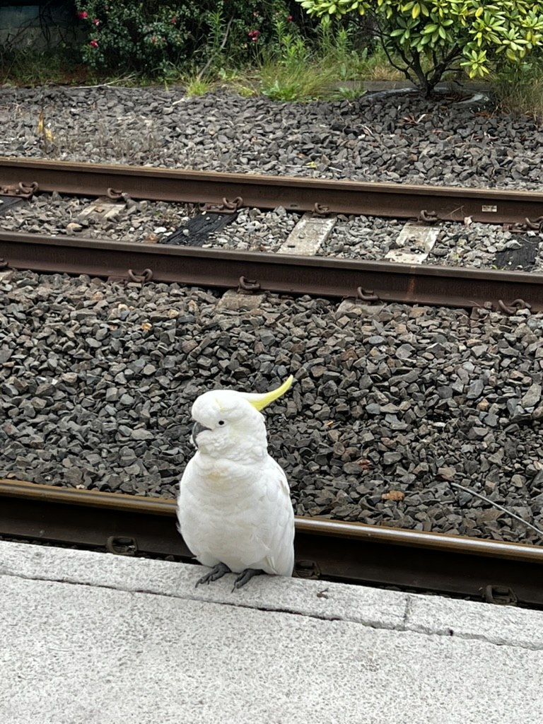 カトゥーンバ駅のホームに現れたキバタン