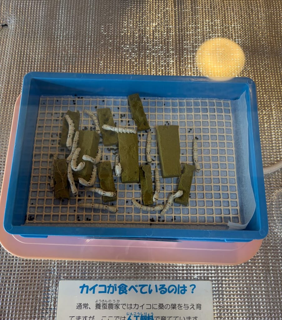 富岡製糸場で展示されていた蚕