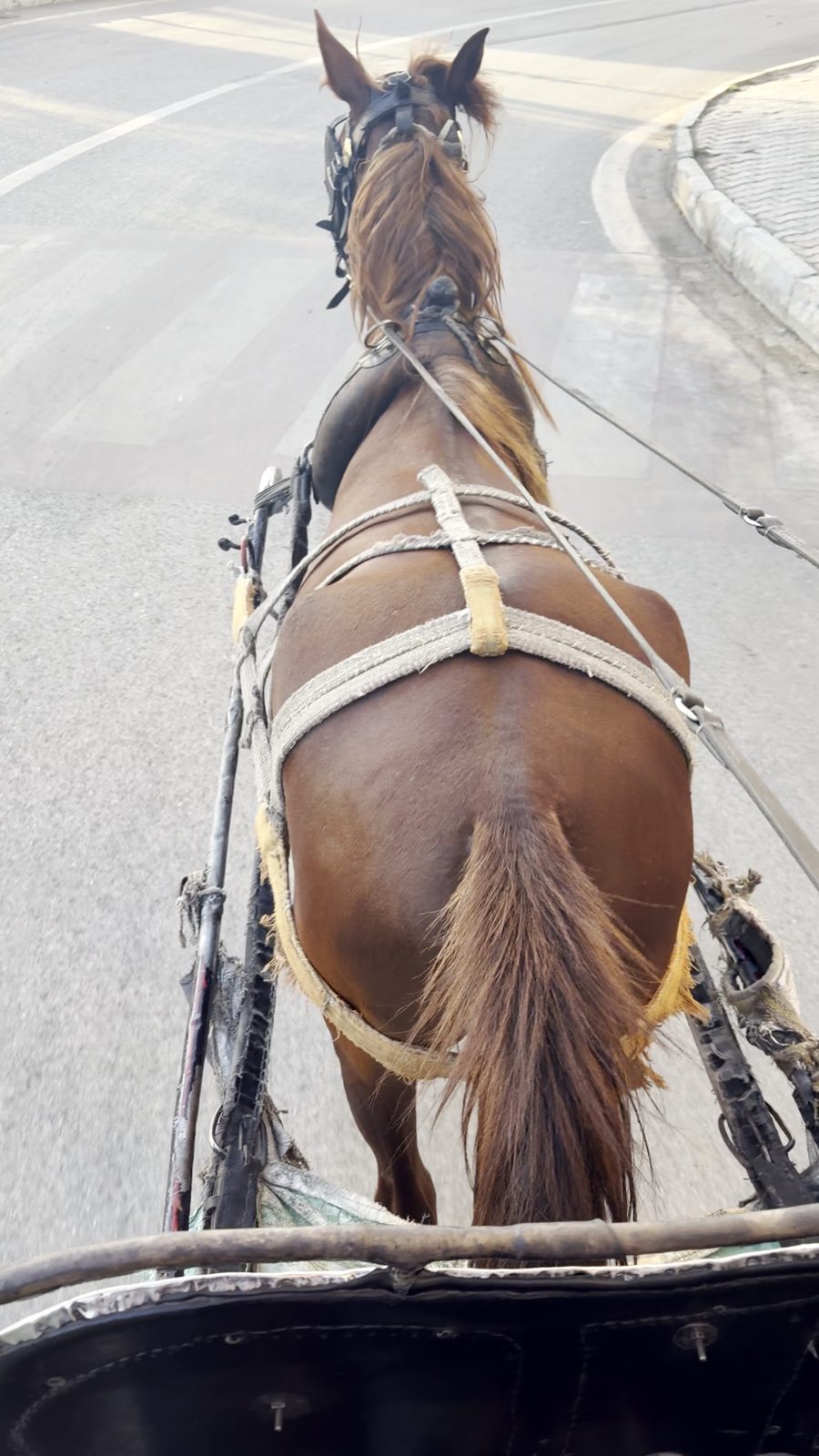 ルクソールの馬車の座席から見た馬の後ろ姿