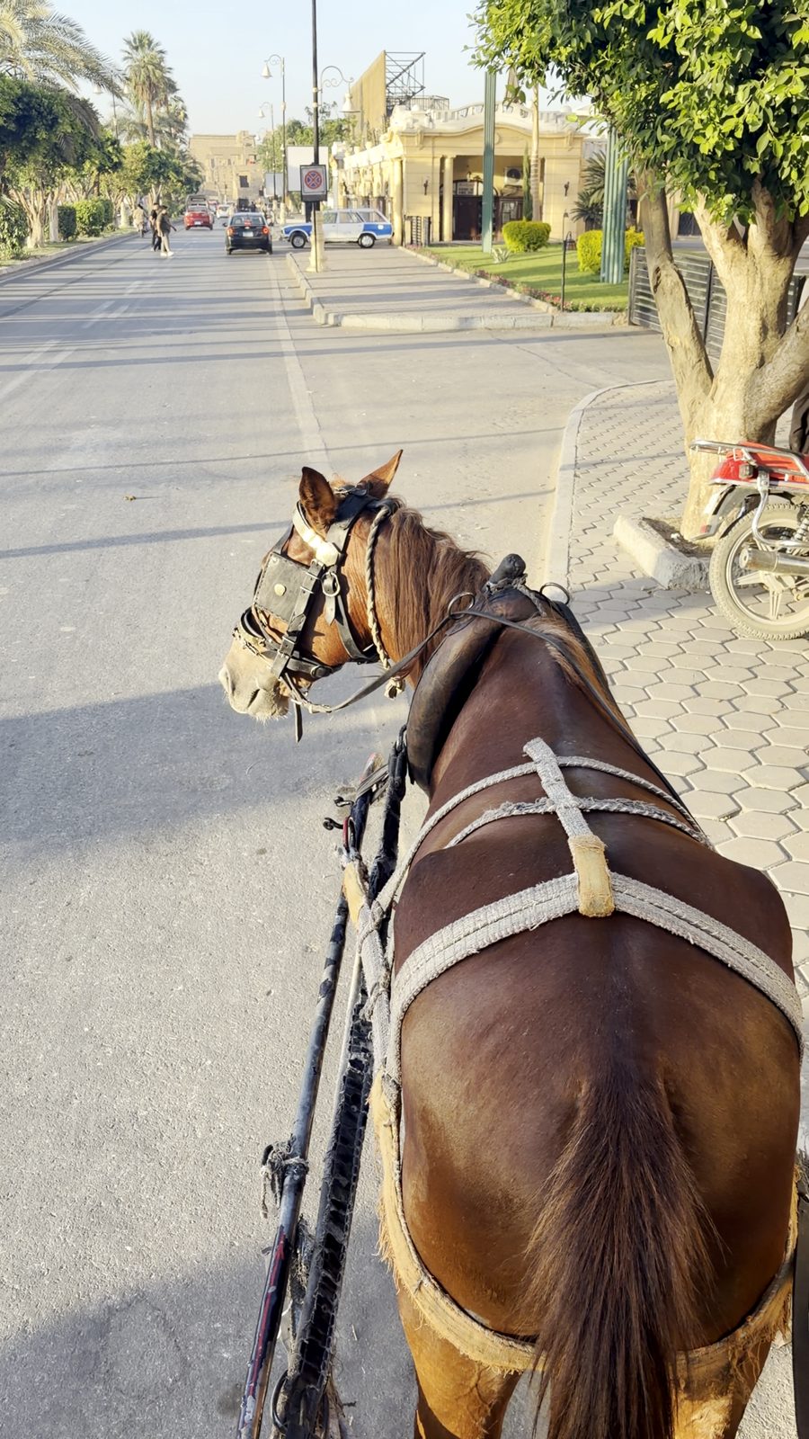 ルクソールの歩道脇で止まった馬車の馬